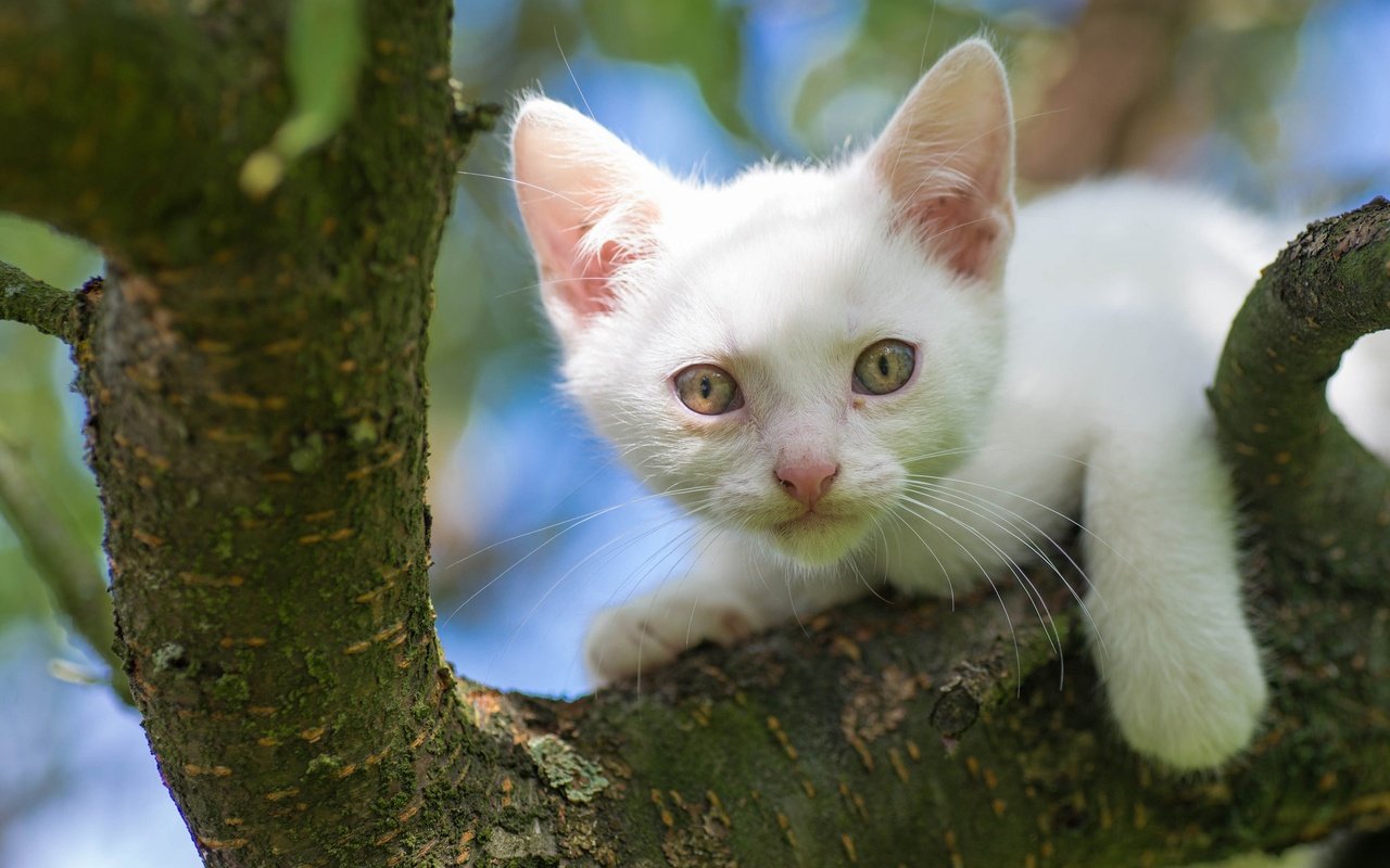 Обои дерево, кот, мордочка, кошка, взгляд, котенок, белый, на дереве, tree, cat, muzzle, look, kitty, white, on the tree разрешение 2048x1280 Загрузить