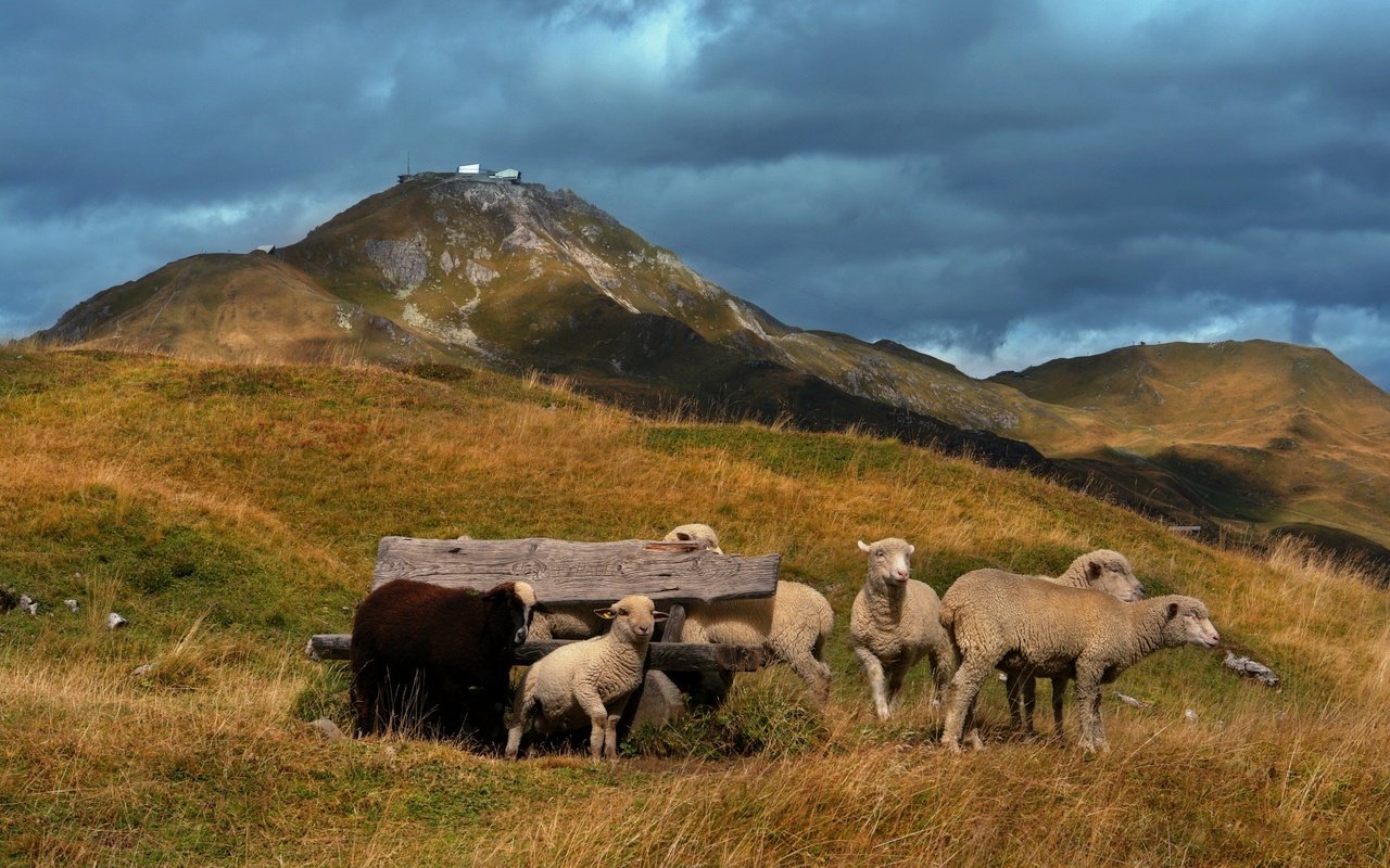 Обои холмы, пастбище, овцы, ягнята, hills, pasture, sheep, lambs разрешение 1920x1177 Загрузить