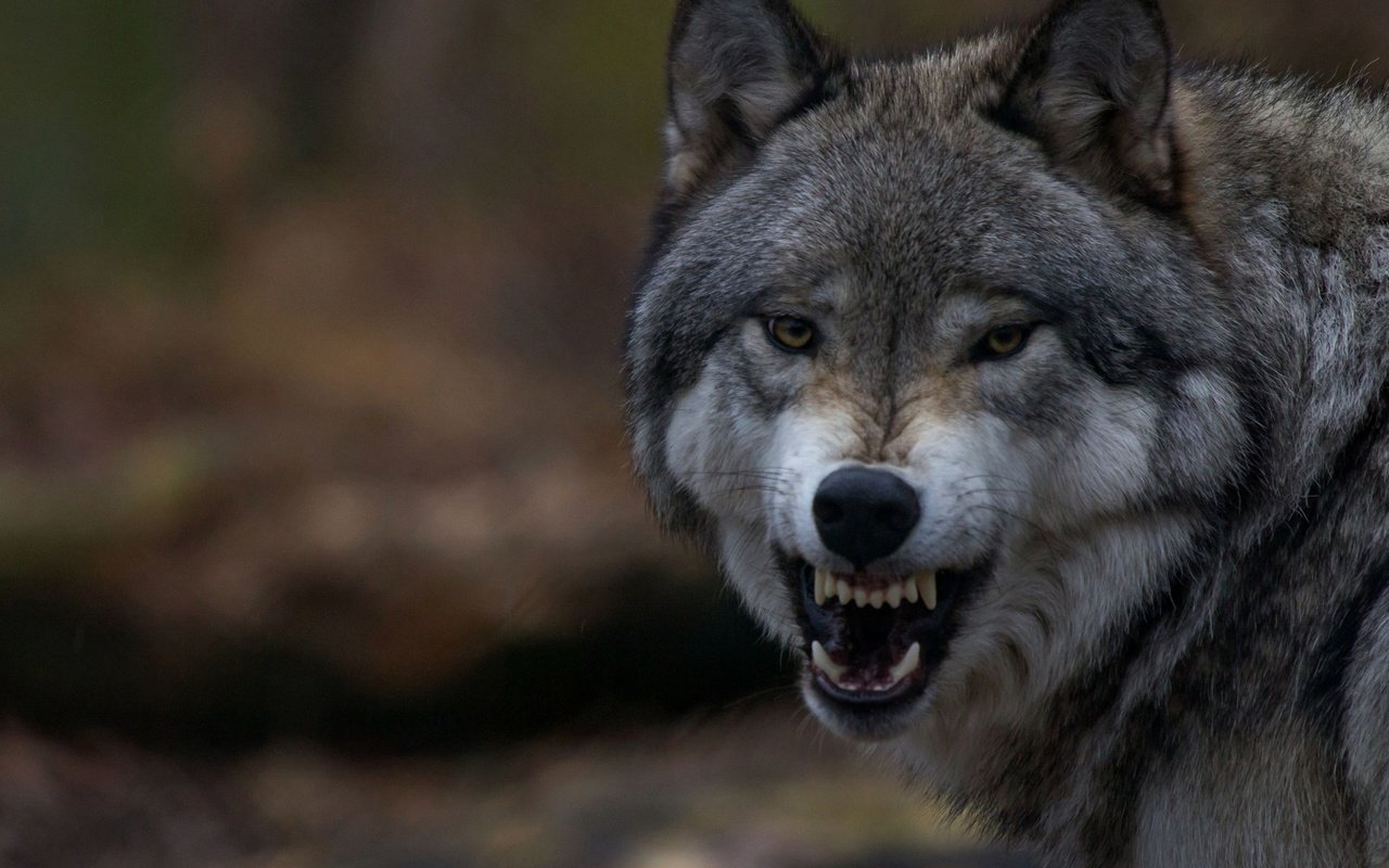 Обои клыки, зубы, оскал, пасть, волк, fangs, teeth, grin, mouth, wolf разрешение 3840x2160 Загрузить