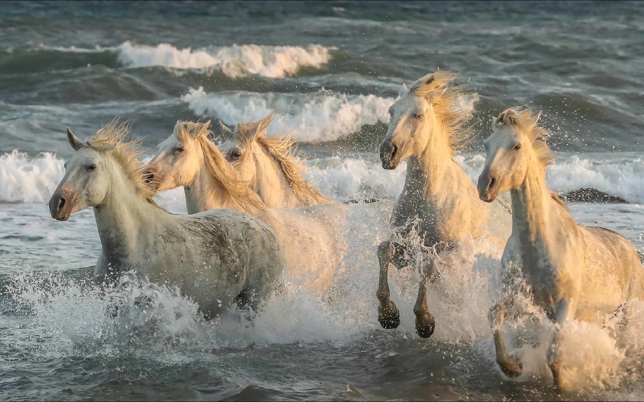 Обои лошади, пятерка, скорости, животно е, horse, five, speed, animals разрешение 1920x1080 Загрузить