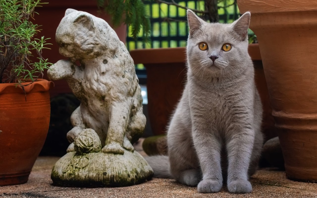 Обои кот, кошка, взгляд, серый, статуэтка, британская короткошерстная, cat, look, grey, figurine, british shorthair разрешение 3300x2200 Загрузить