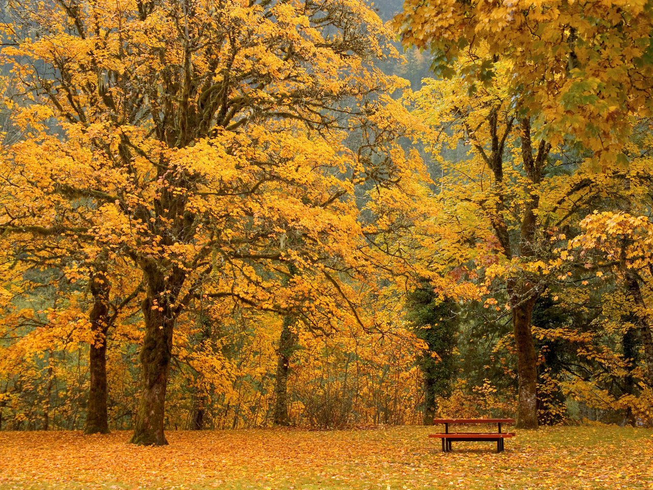 Обои листья, осень, скамейка, leaves, autumn, bench разрешение 2000x1333 Загрузить