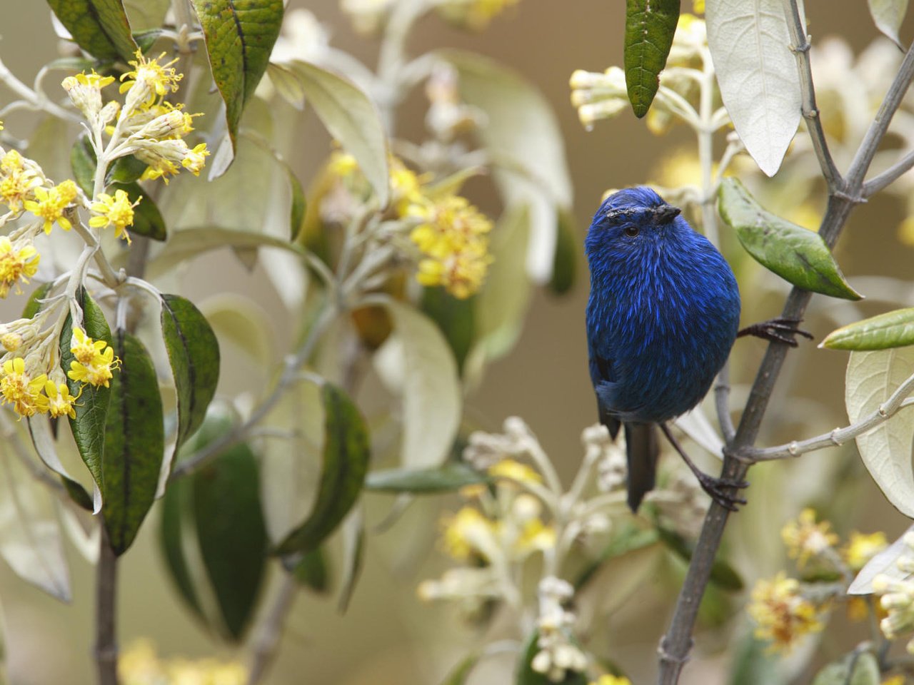 Обои цветы, ветка, птичка, flowers, branch, bird разрешение 1920x1080 Загрузить