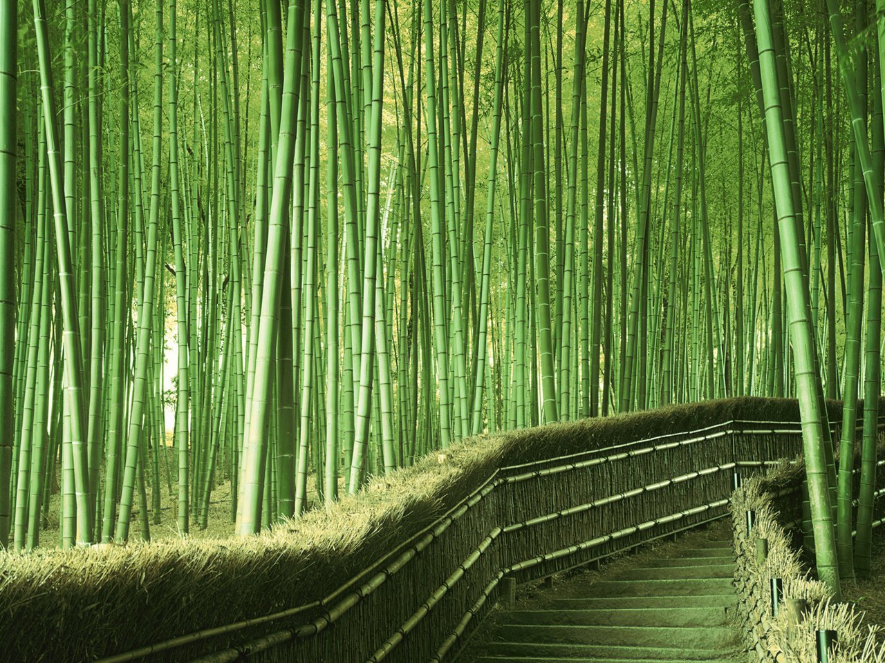 Обои зелень, япония, бамбук, greens, japan, bamboo разрешение 1920x1200 Загрузить