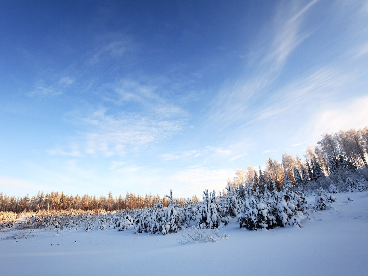 Обои небо, деревья, снег, лес, зима, the sky, trees, snow, forest, winter разрешение 1920x1200 Загрузить