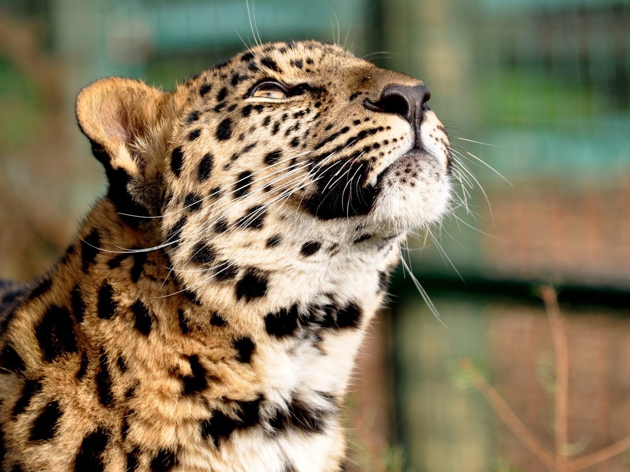 Обои леопард, голова, мечтательность, leopard, head, daydreaming разрешение 2560x1600 Загрузить