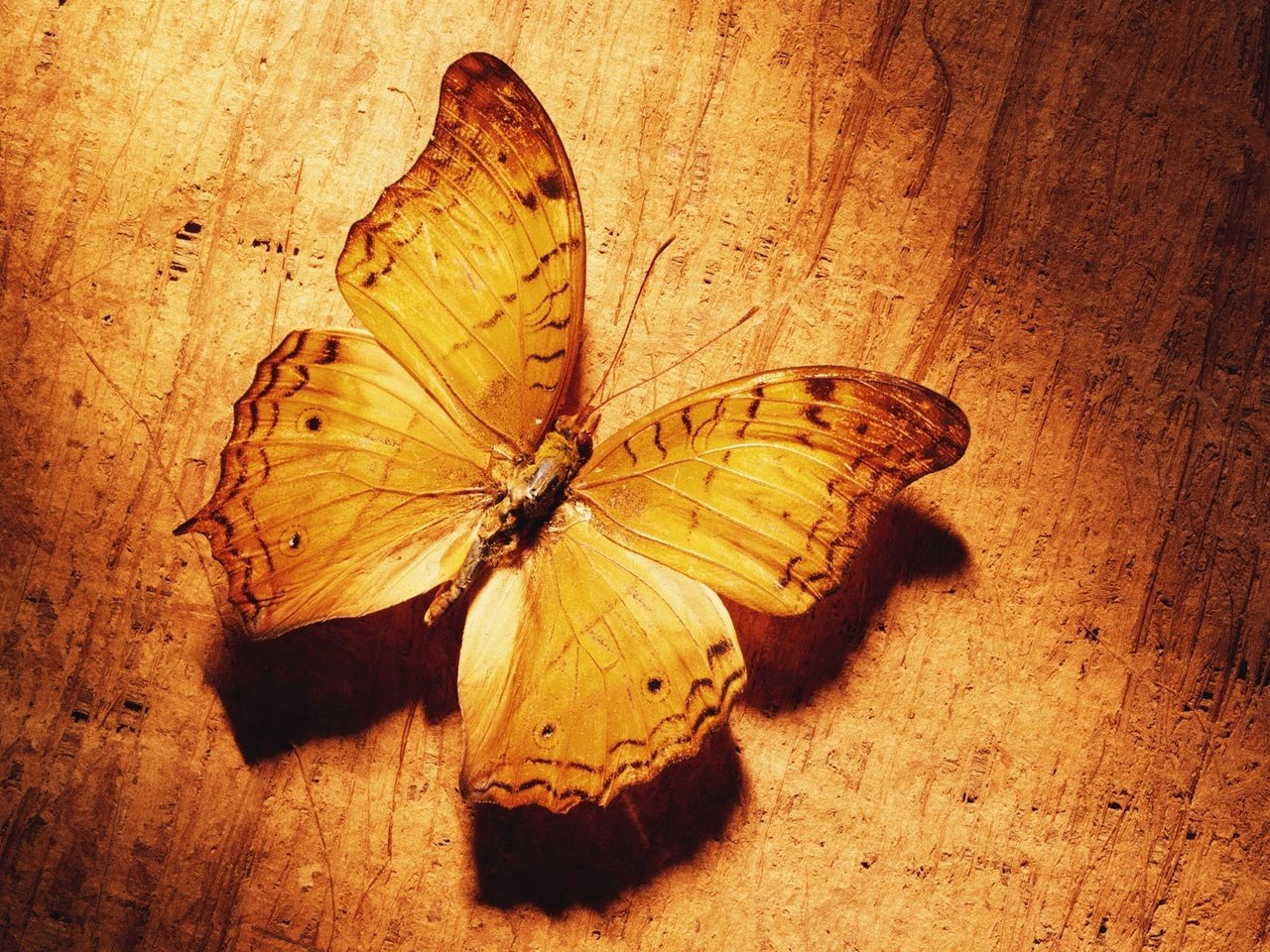 Обои желтый, бабочка, yellow, butterfly разрешение 1920x1200 Загрузить