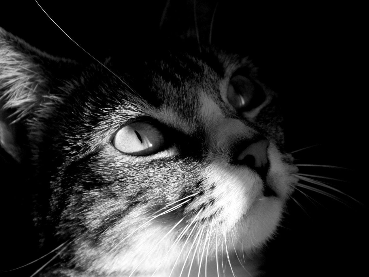 Обои глаза, кот, мордочка, усы, кошка, взгляд, чёрно-белое, черая, eyes, cat, muzzle, mustache, look, black and white, cera разрешение 1920x1200 Загрузить