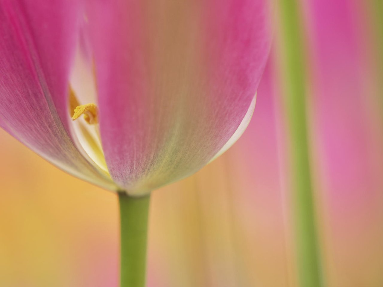 Обои макро, цветок, тюльпан, macro, flower, tulip разрешение 1920x1080 Загрузить