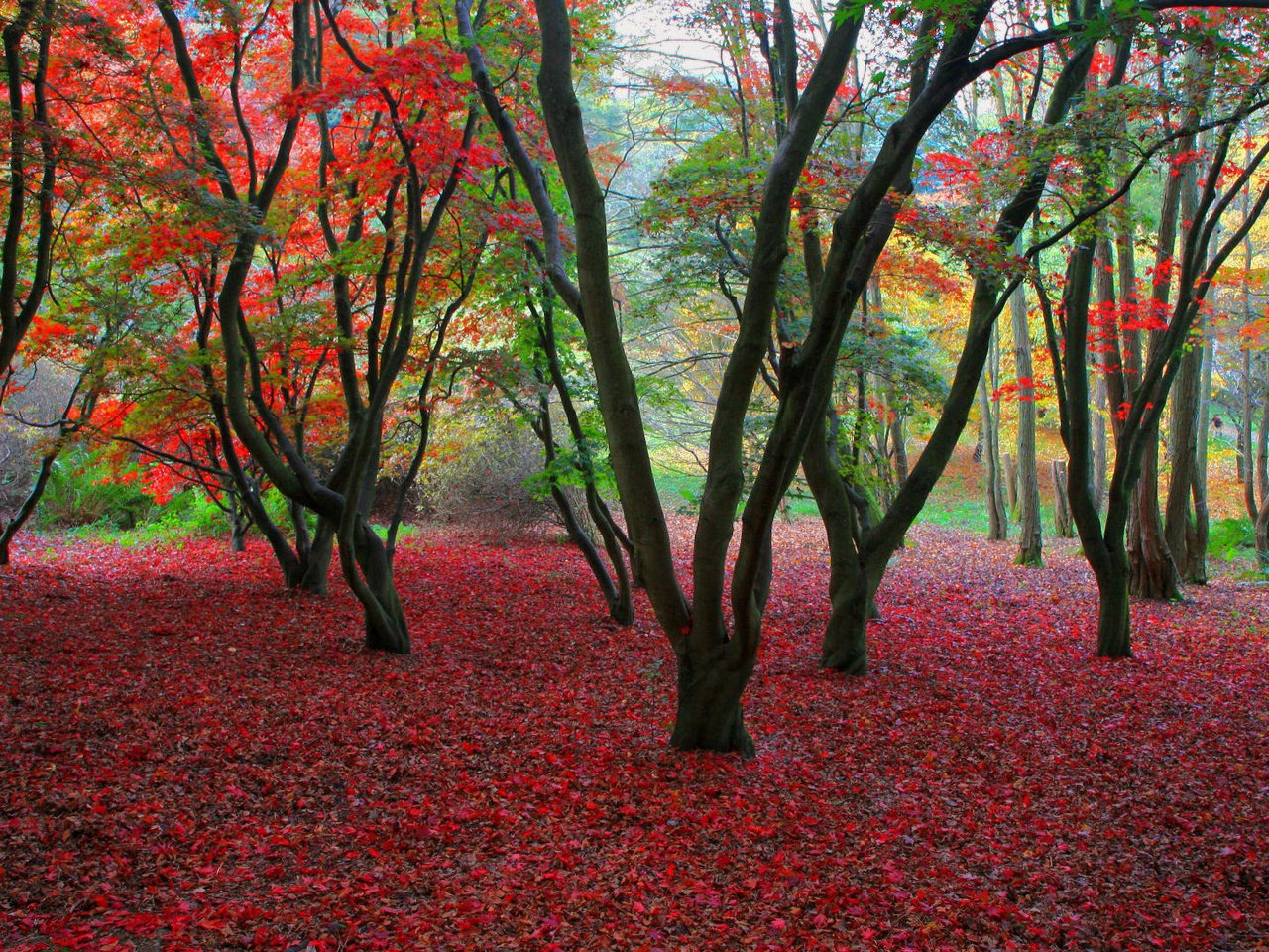 Обои деревья, листва, осень, trees, foliage, autumn разрешение 1920x1080 Загрузить