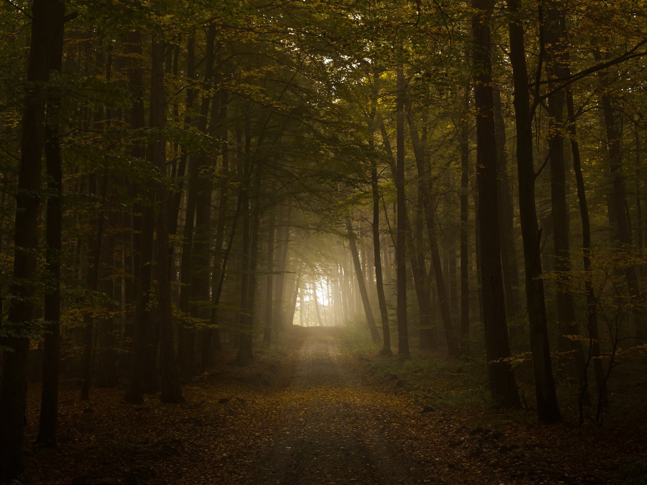 Обои свет, дорога, листва, осень, тунель, the road, light, road, foliage, autumn, tunnel разрешение 2560x1600 Загрузить