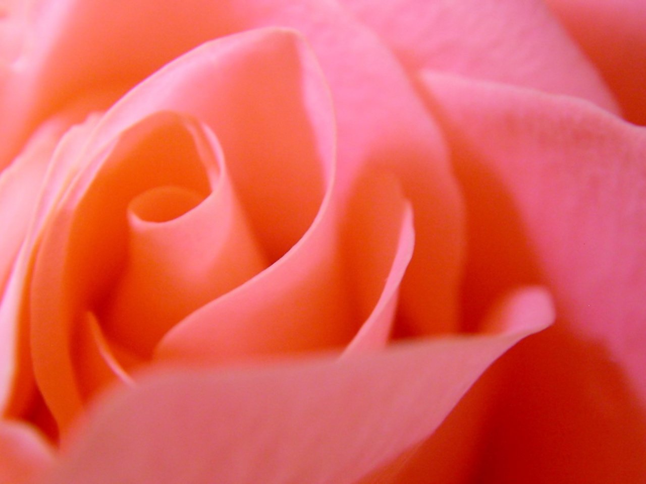 Обои цветок, роза, лепестки, бутон, flower, rose, petals, bud разрешение 1920x1200 Загрузить