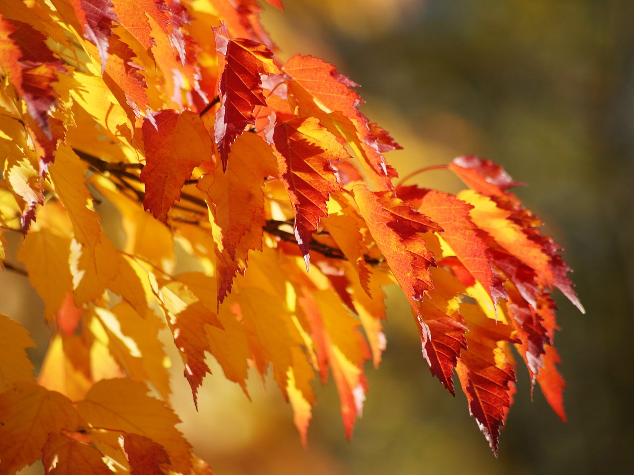 Обои листва, осень, клен, foliage, autumn, maple разрешение 1920x1080 Загрузить