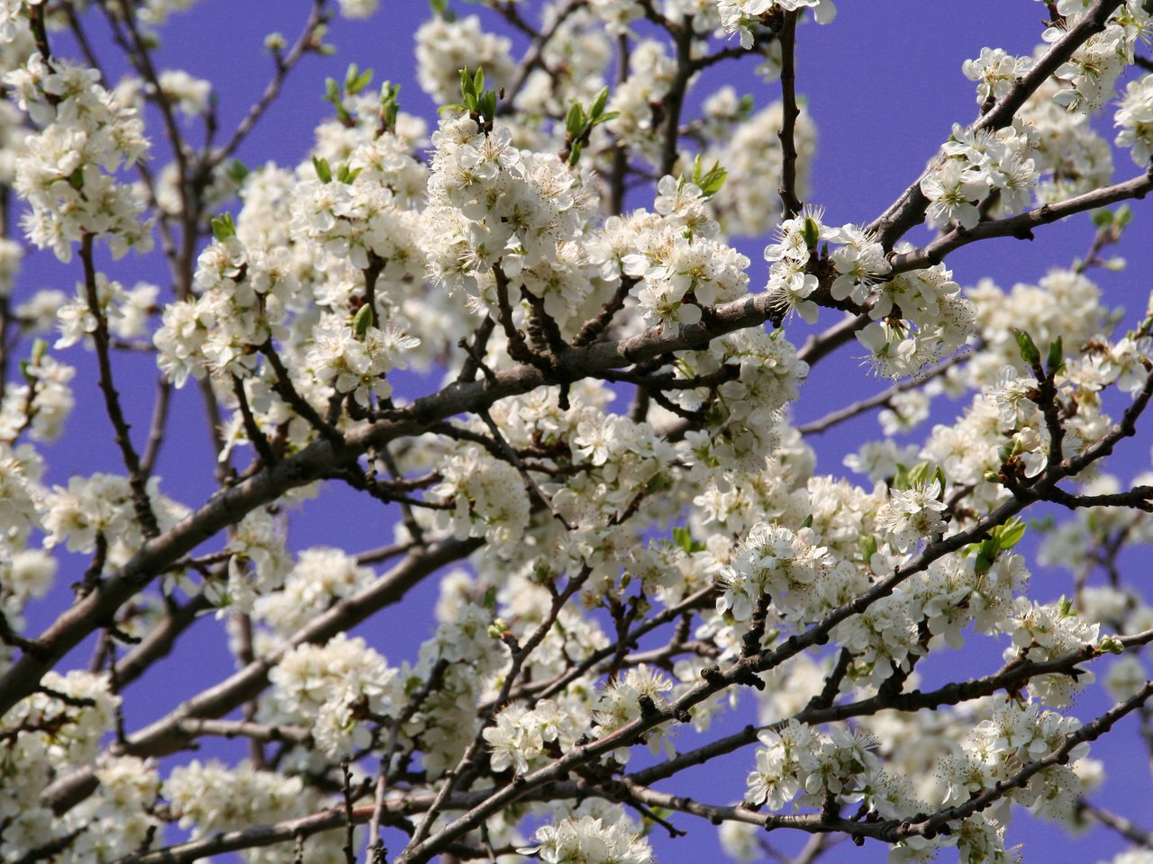 Обои небо, цветы, цветение, растения, макро, ветки, весна, the sky, flowers, flowering, plants, macro, branches, spring разрешение 3456x2304 Загрузить