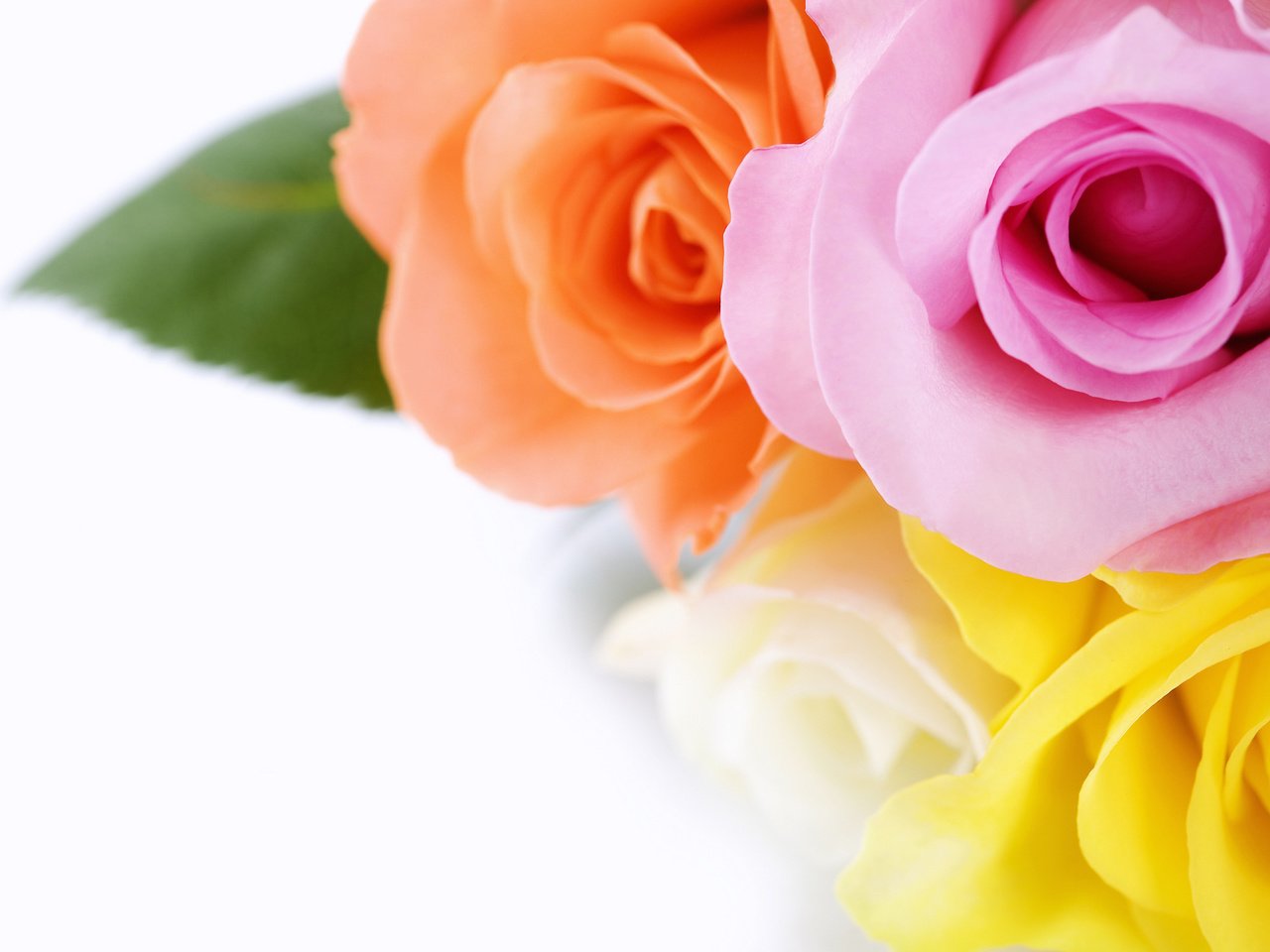 Обои желтый, розы, роза, белый, оранжевый, букет, розовый, yellow, roses, rose, white, orange, bouquet, pink разрешение 2560x1600 Загрузить
