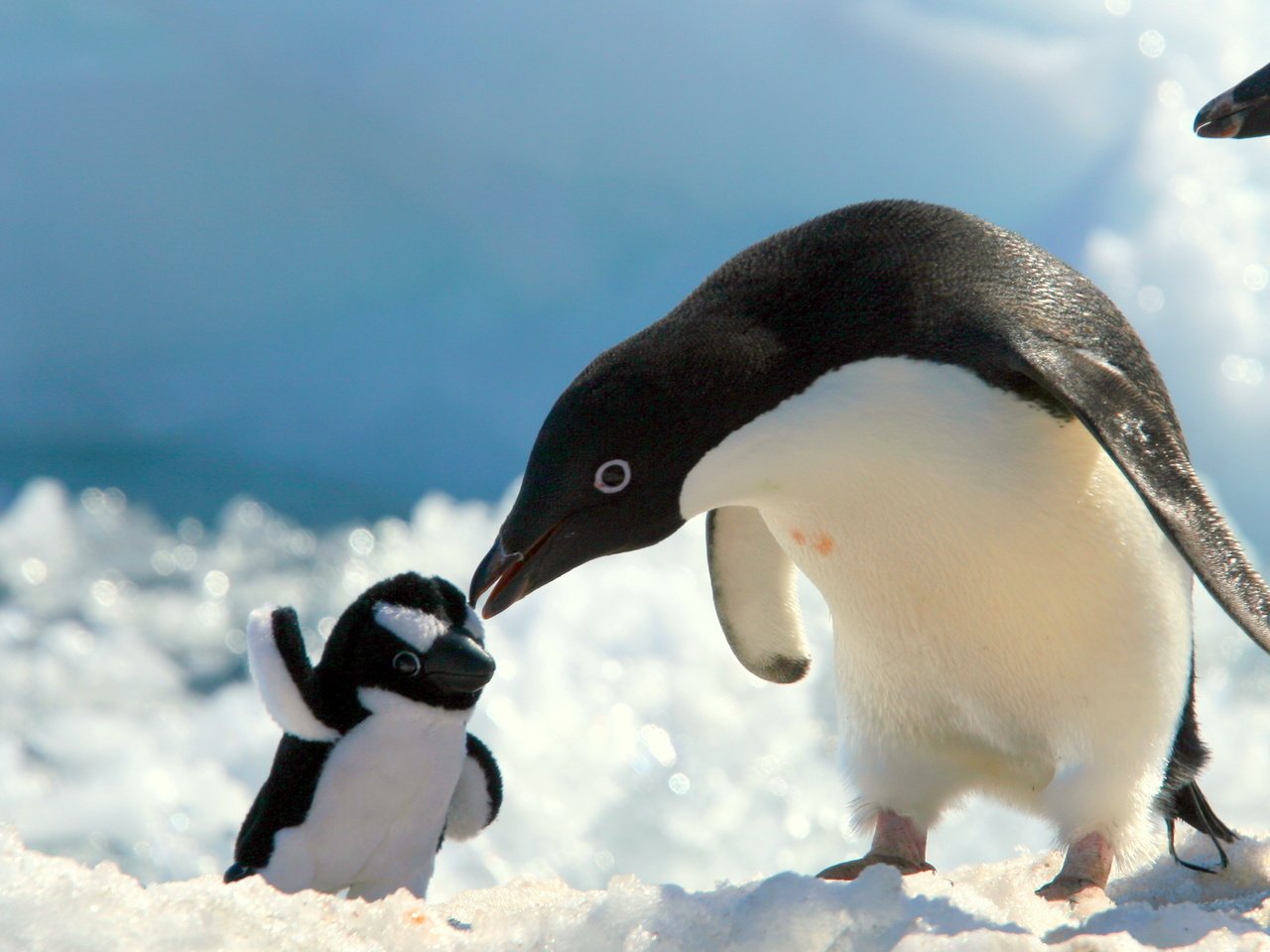 Обои снег, игрушка, пингвин, snow, toy, penguin разрешение 3504x1969 Загрузить