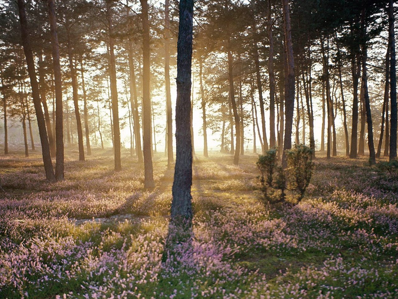 Обои лес, пейзаж, солнечный свет, forest, landscape, sunlight разрешение 1920x1080 Загрузить