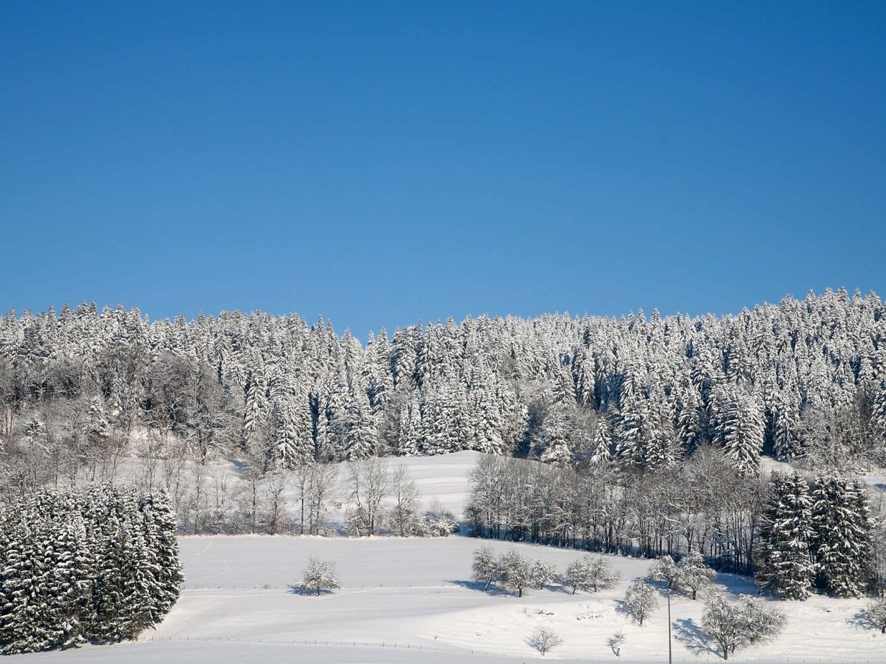 Обои деревья, лес, зима, trees, forest, winter разрешение 1920x1200 Загрузить