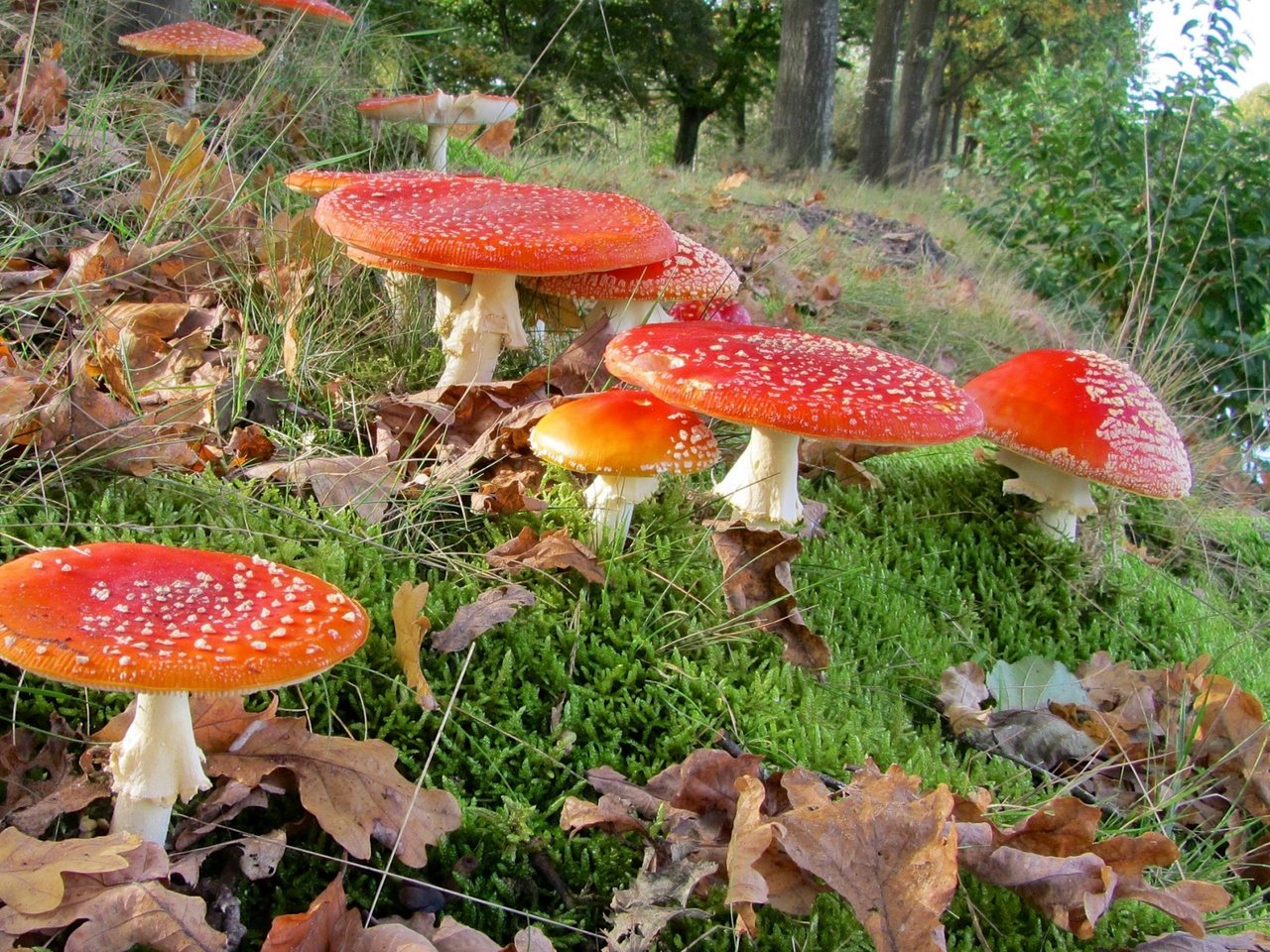 Обои трава, лес, листья, макро, грибы, мухоморы, grass, forest, leaves, macro, mushrooms, amanita разрешение 1920x1200 Загрузить