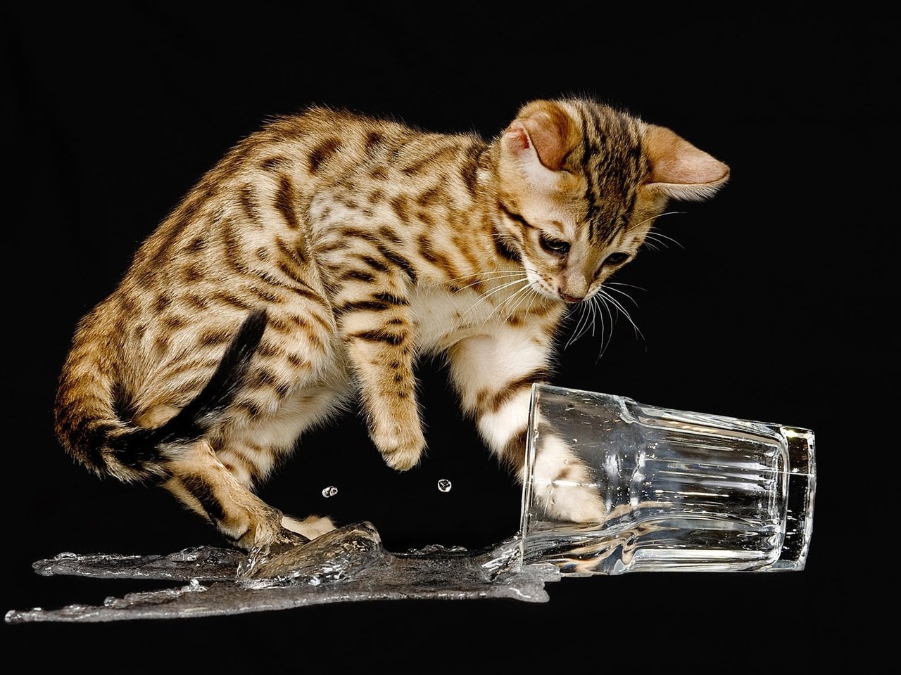 Водяная кошка