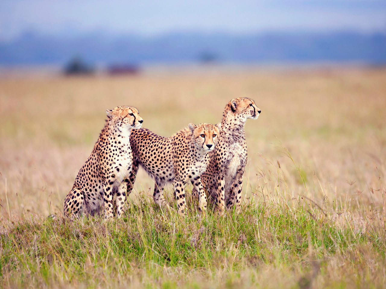 Обои трава, семья, гепард, саванна, гепарды, детеныши, grass, family, cheetah, savannah, cheetahs, cubs разрешение 1920x1200 Загрузить