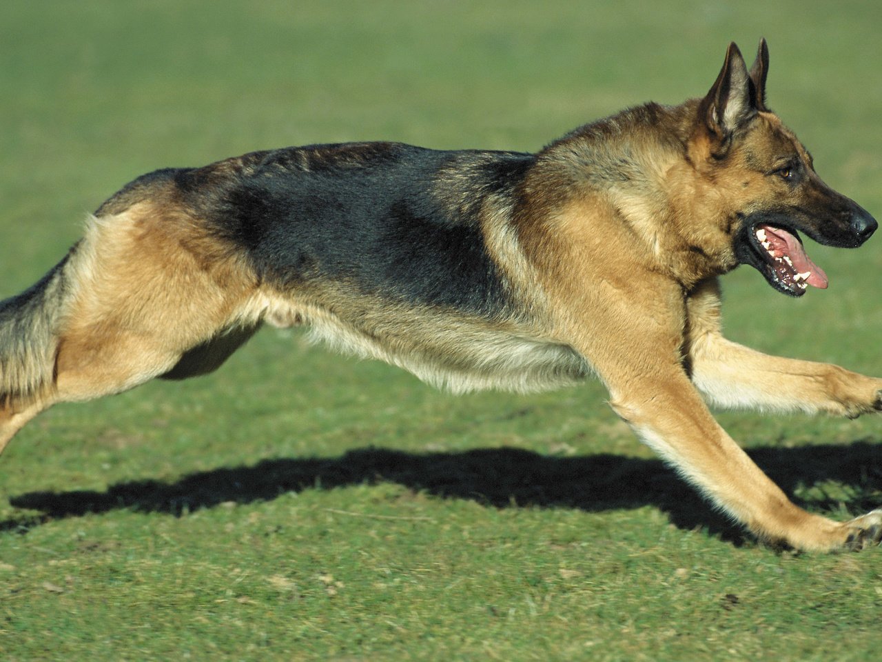 Обои трава, собака, бег, немецкая овчарка, grass, dog, running, german shepherd разрешение 2560x1600 Загрузить