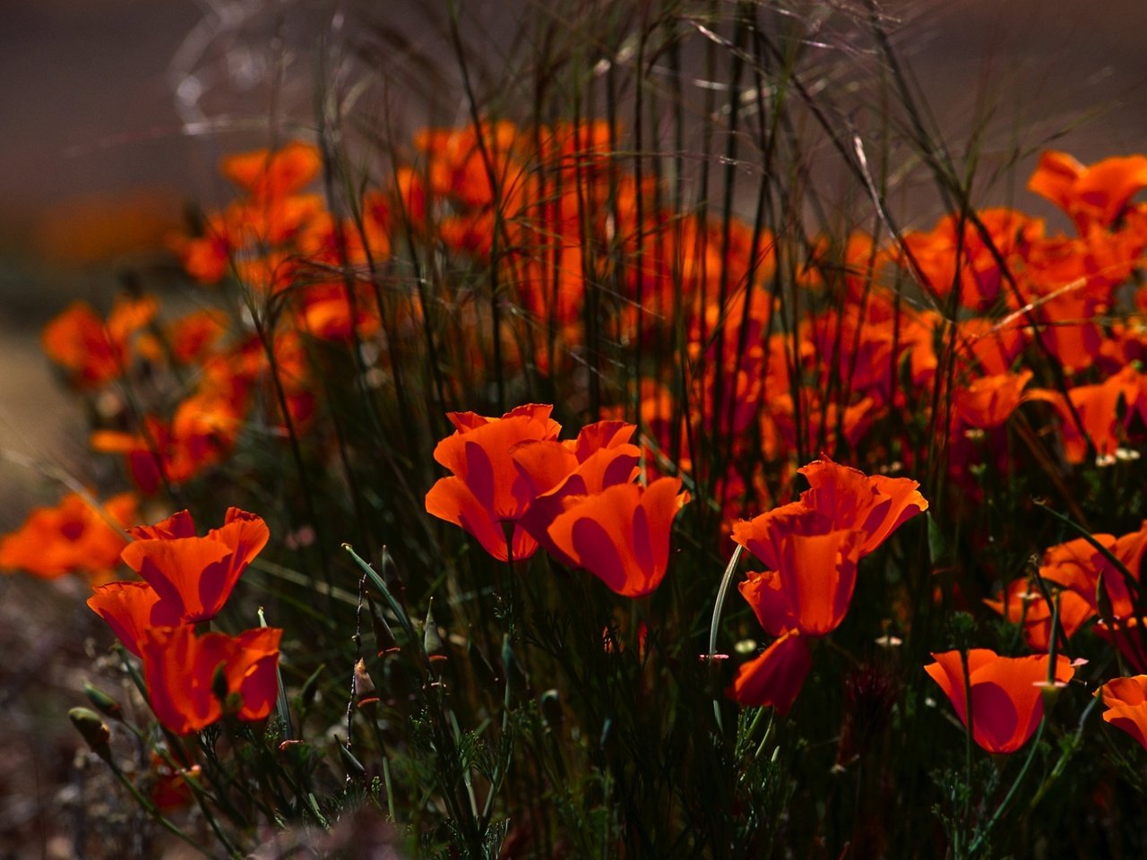 Обои цветы, маки, клумба, flowers, maki, flowerbed разрешение 3878x2582 Загрузить