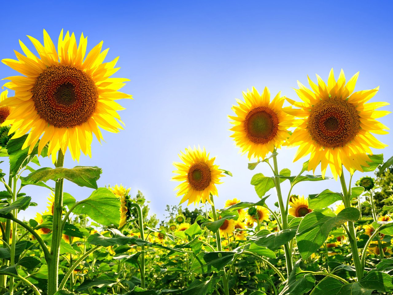 Обои небо, поле, подсолнух, подсолнухи, желтые, podsolnuxi, леспестки, the sky, field, sunflower, sunflowers, yellow, lepestki разрешение 1920x1200 Загрузить