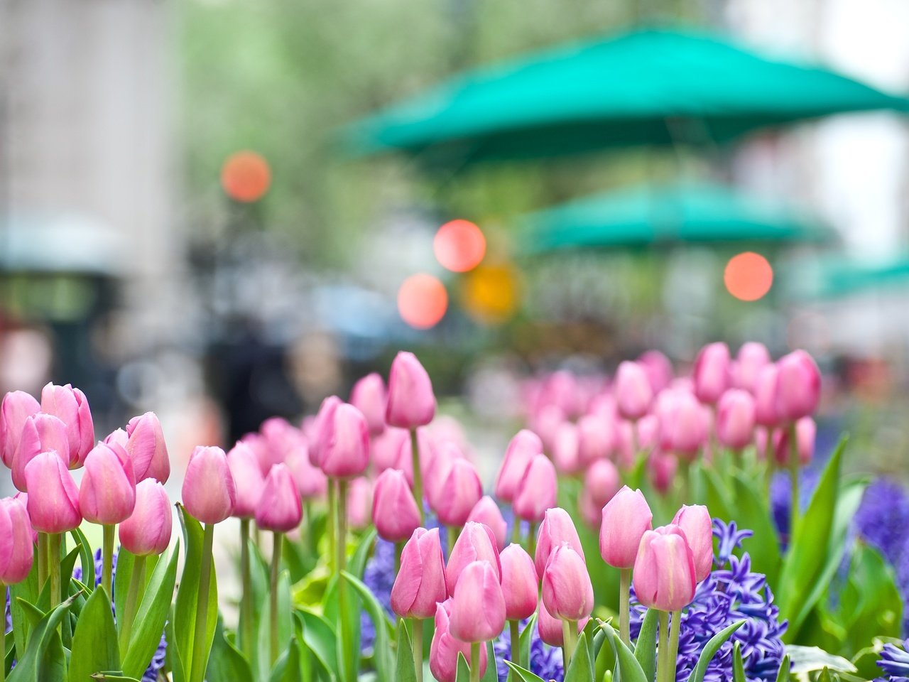 Обои цветы, buton, rozovye, весна, gorod, giacint, тюльпаны, klumba, розовые, синие, боке, гиацинт, cvety, tyulpany, flowers, spring, tulips, pink, blue, bokeh, hyacinth разрешение 4256x2828 Загрузить