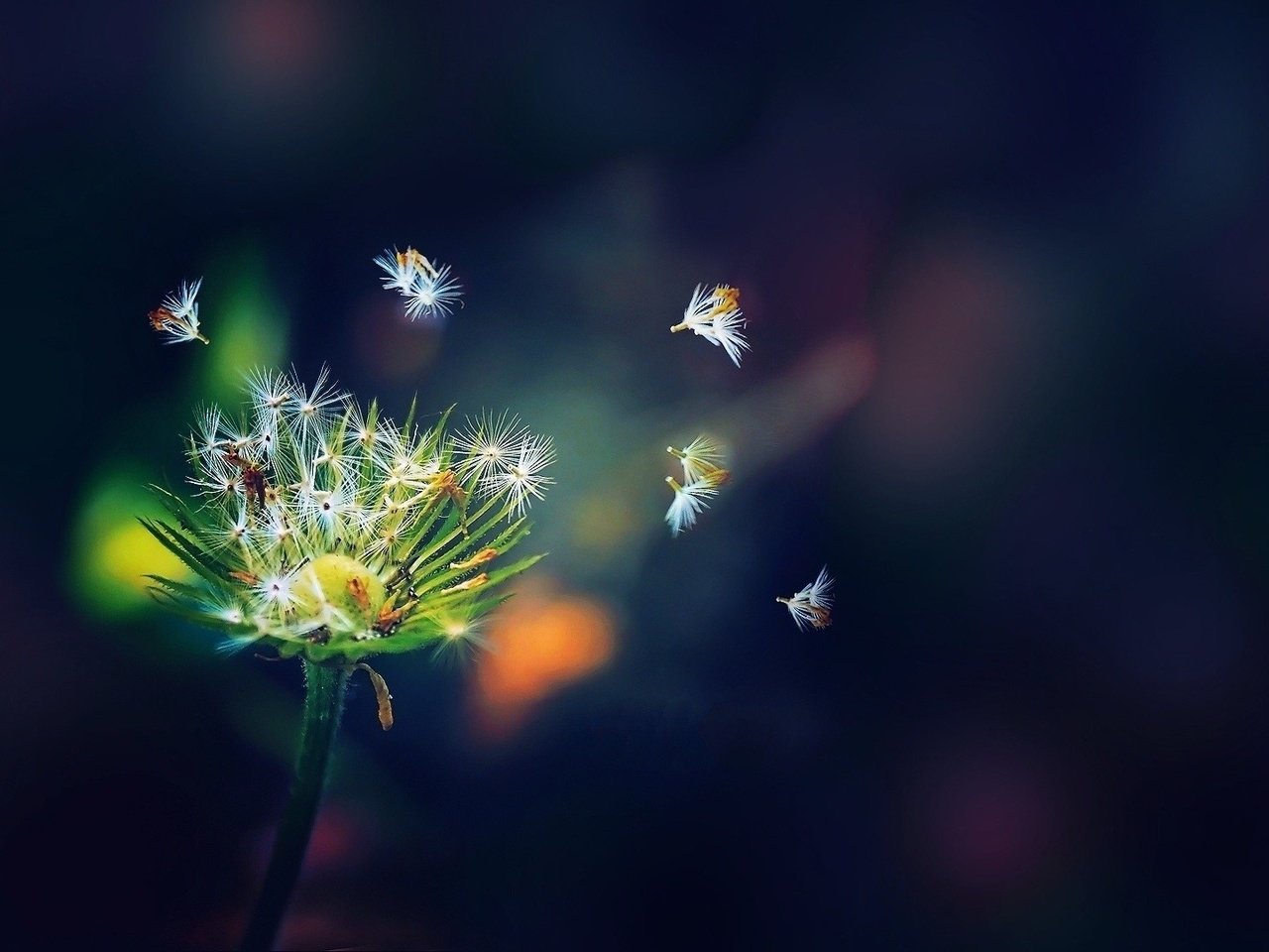 Обои вид, одуванчик, пух, view, dandelion, fluff разрешение 1920x1080 Загрузить