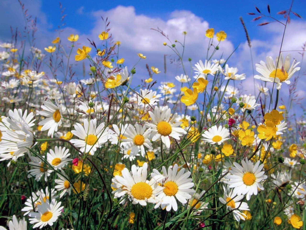 Обои romashki, leto, priroda, polevye cvety, обьлака, oblaka разрешение 1999x1333 Загрузить
