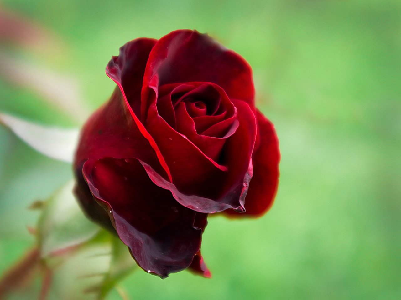 Обои макро, роза, лепестки, красная, бутон, macro, rose, petals, red, bud разрешение 1920x1371 Загрузить