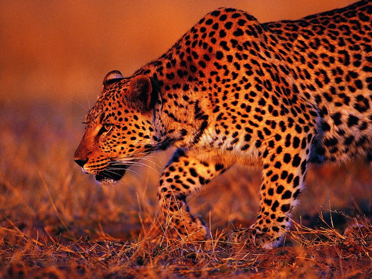Обои трава, леопард, хищник, охота, дикая кошка, grass, leopard, predator, hunting, wild cat разрешение 1920x1200 Загрузить