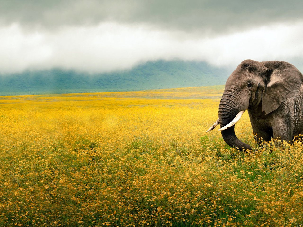 Обои небо, цветы, животные, поле, слон, уши, желтые, хобот, the sky, flowers, animals, field, elephant, ears, yellow, trunk разрешение 1920x1200 Загрузить