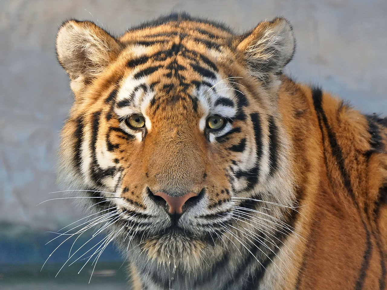 Обои тигр, морда, усы, взгляд, хищник, tiger, face, mustache, look, predator разрешение 1920x1275 Загрузить