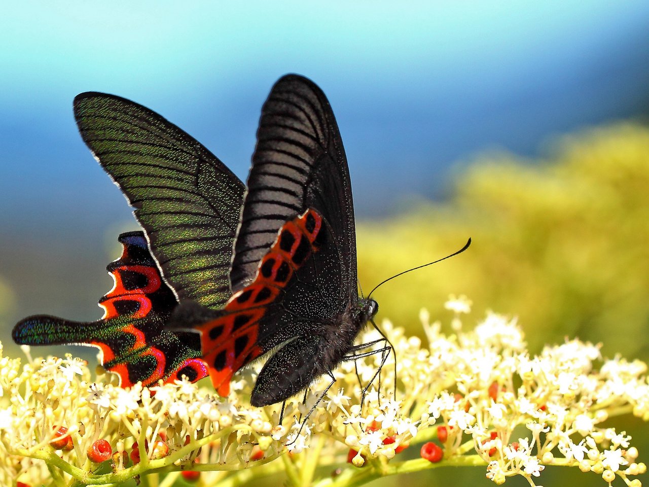 Обои цветы, макро, бабочка, крылья, насекомые, размытость, flowers, macro, butterfly, wings, insects, blur разрешение 2048x1366 Загрузить