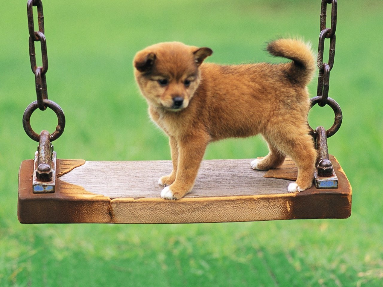 Обои фон, собака, щенок, качели, цепи, милый, background, dog, puppy, swing, chain, cute разрешение 1920x1080 Загрузить