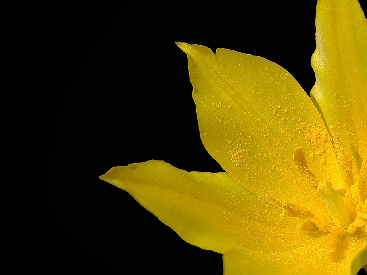 Обои макро, желтый тюльпан, macro, yellow tulip разрешение 2560x1600 Загрузить