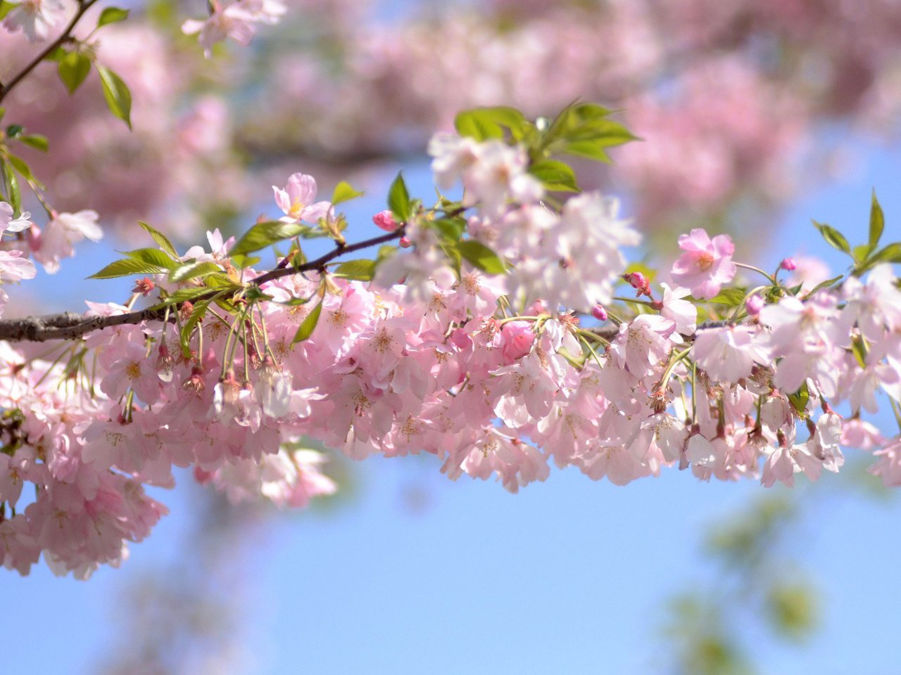 Обои небо, цветы, ветка, цветение, весна, вишня, the sky, flowers, branch, flowering, spring, cherry разрешение 1920x1200 Загрузить