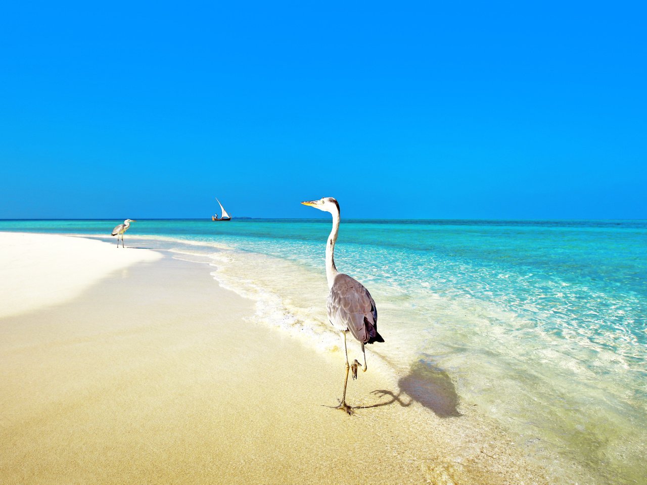 Обои море, пляж, тропики, птички, мальдивы, sea, beach, tropics, birds, the maldives разрешение 3903x2613 Загрузить