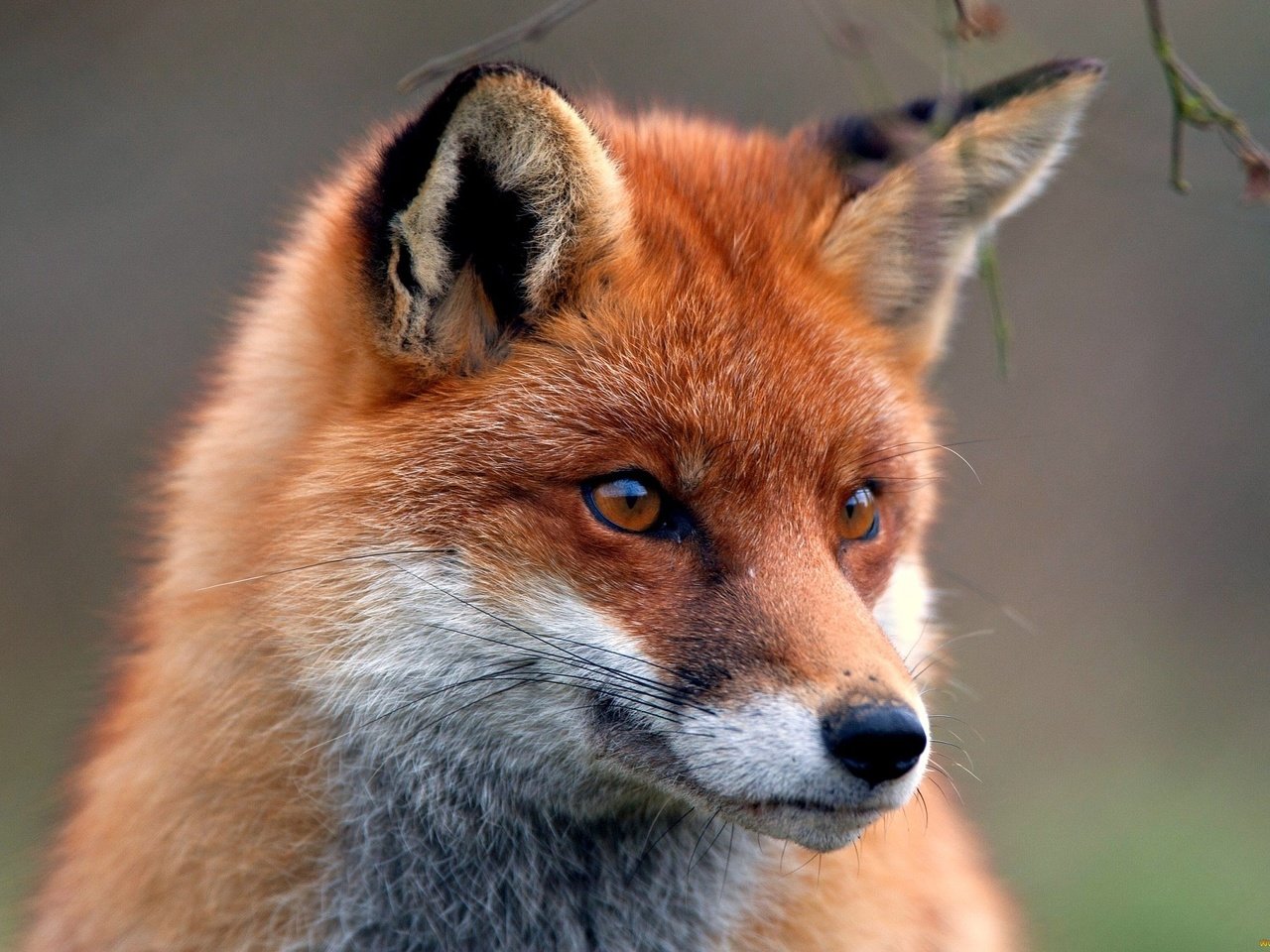 Обои животные, мордочка, взгляд, лиса, хищник, лисица, animals, muzzle, look, fox, predator разрешение 2200x1450 Загрузить