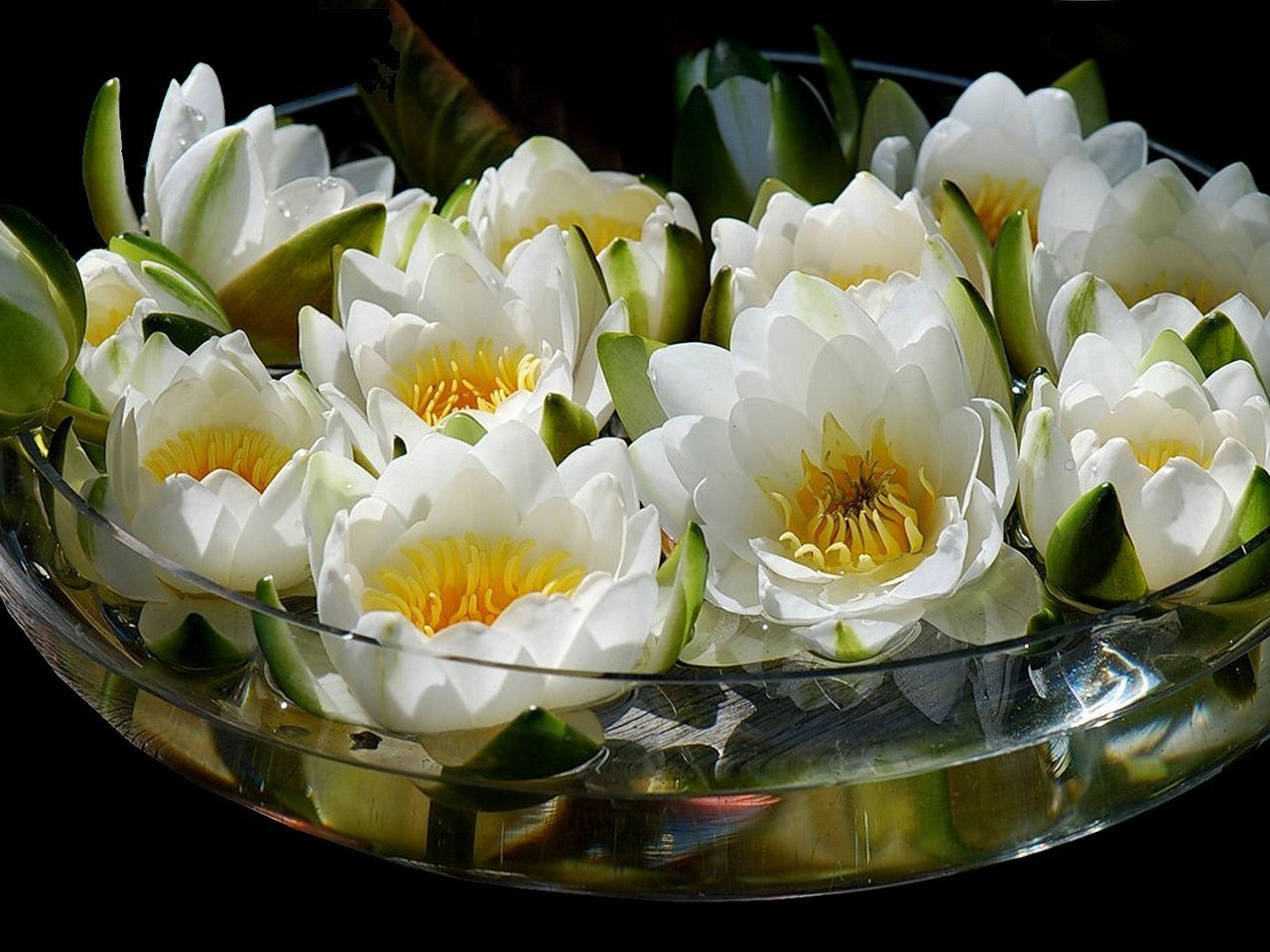 Обои цветы, вода, лотос, букет, ваза, flowers, water, lotus, bouquet, vase разрешение 1920x1080 Загрузить