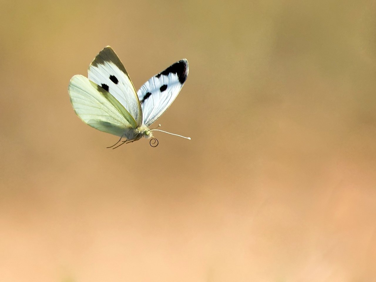 Обои фон, полет, бабочка, насекомые, background, flight, butterfly, insects разрешение 2048x1356 Загрузить