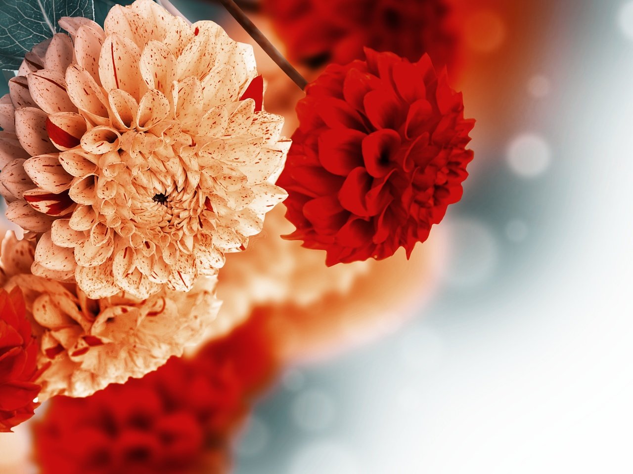 Обои цветы, фон, георгины, flowers, background, dahlias разрешение 4500x2835 Загрузить