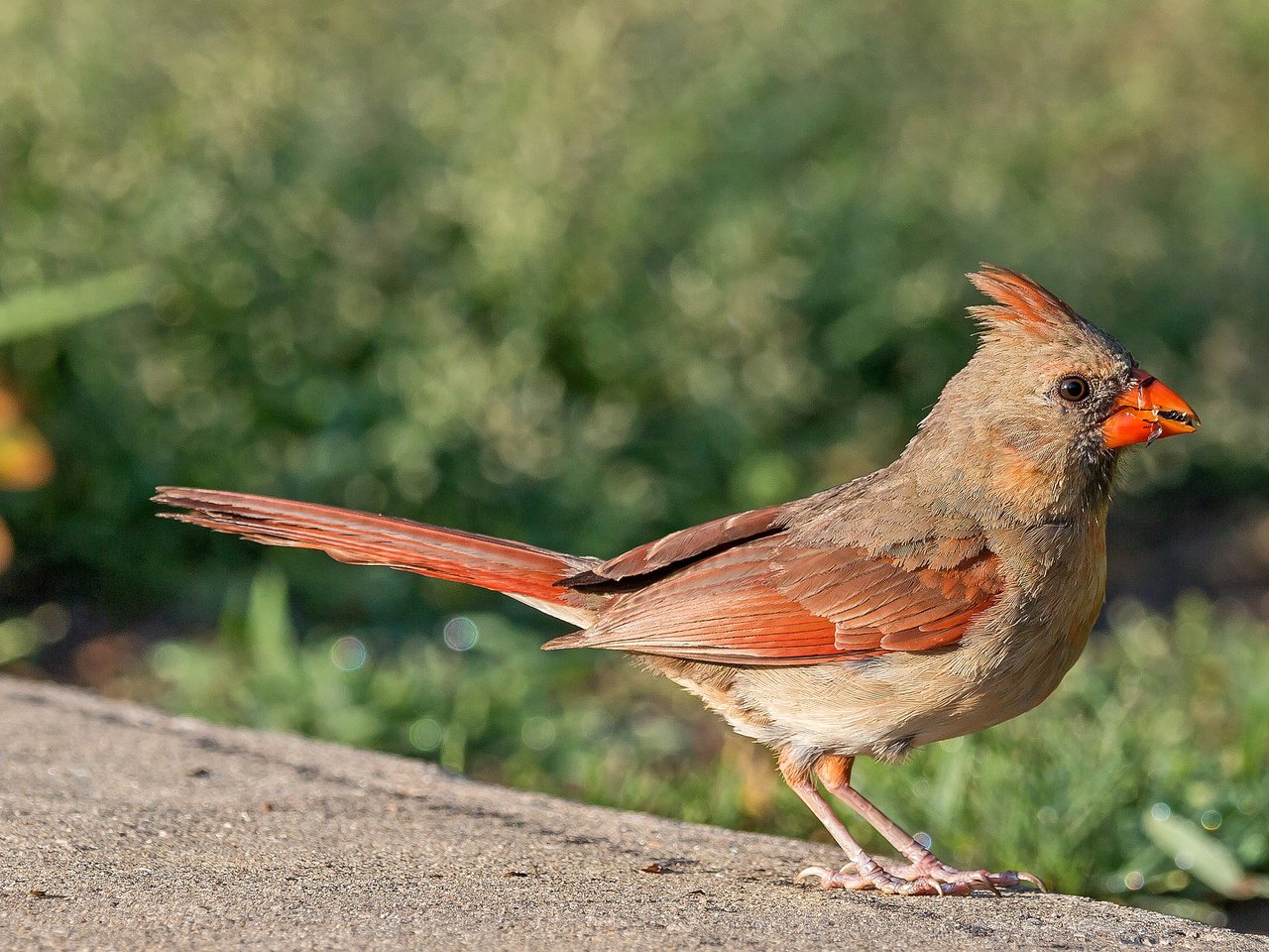 Обои природа, птица, кардинал, nature, bird, cardinal разрешение 2048x1413 Загрузить