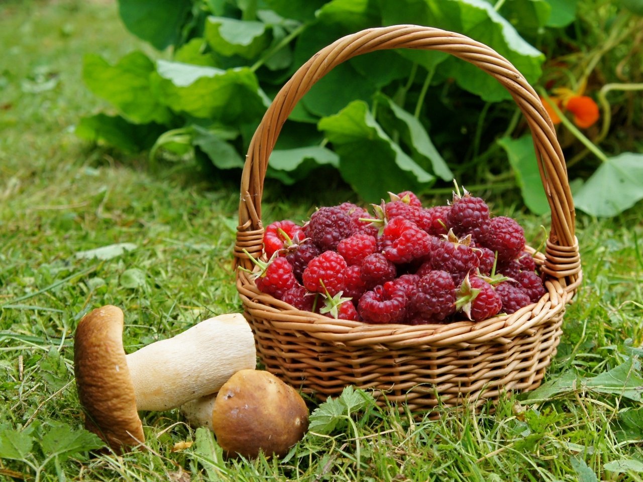 Обои трава, малина, грибы, корзинка, grass, raspberry, mushrooms, basket разрешение 2400x1590 Загрузить