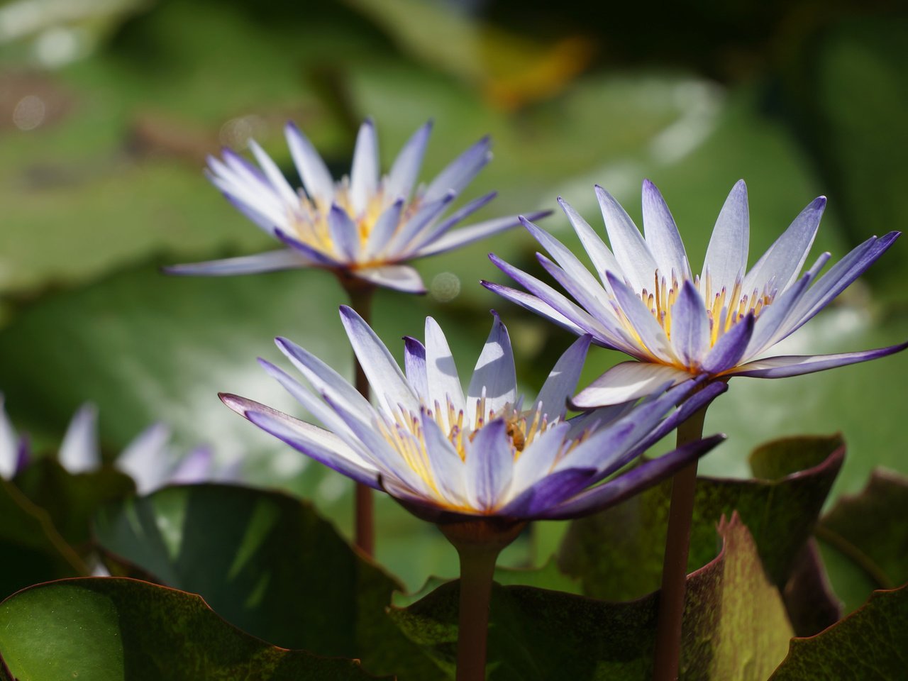 Обои цветы, вода, листья, кувшинки, водяные лилии, flowers, water, leaves, water lilies разрешение 2048x1361 Загрузить