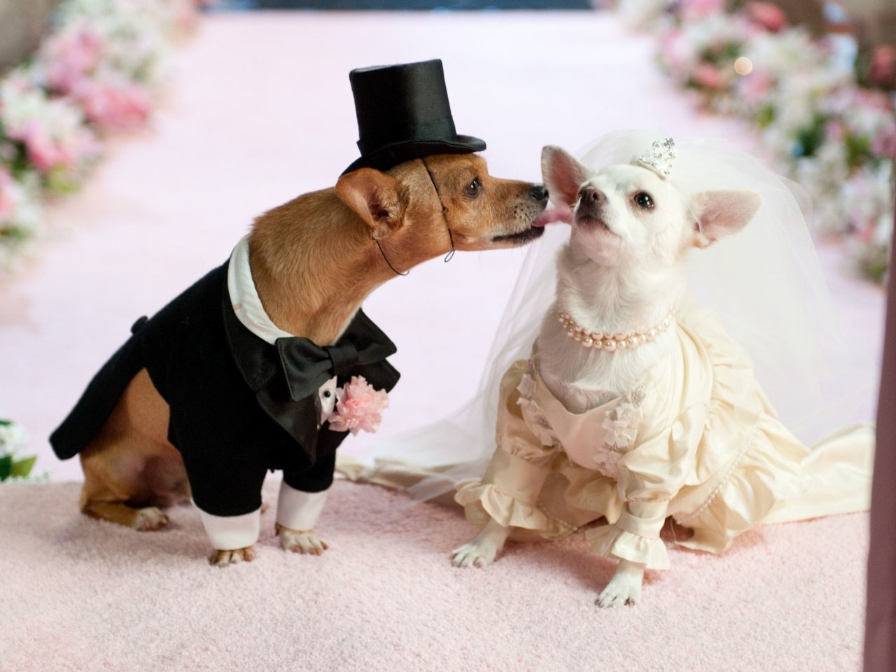 Обои платье, юмор, костюм, свадьба, собаки, чихуахуа, dress, humor, costume, wedding, dogs, chihuahua разрешение 4288x2848 Загрузить