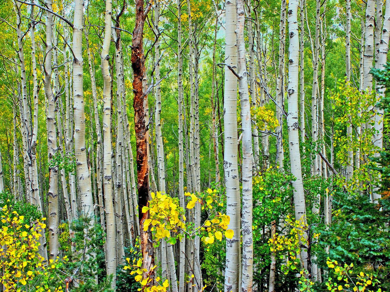 Обои деревья, лес, листья, стволы, осень, роща, осина,     дерево, trees, forest, leaves, trunks, autumn, grove, aspen, tree разрешение 2048x1371 Загрузить