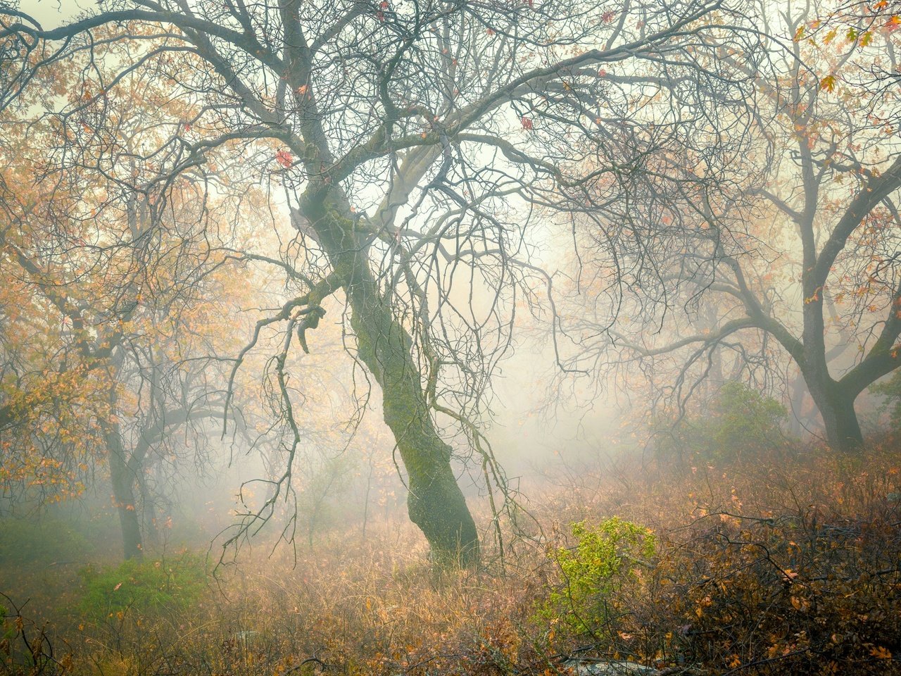 Обои деревья, лес, туман, склон, осень, trees, forest, fog, slope, autumn разрешение 2048x1470 Загрузить